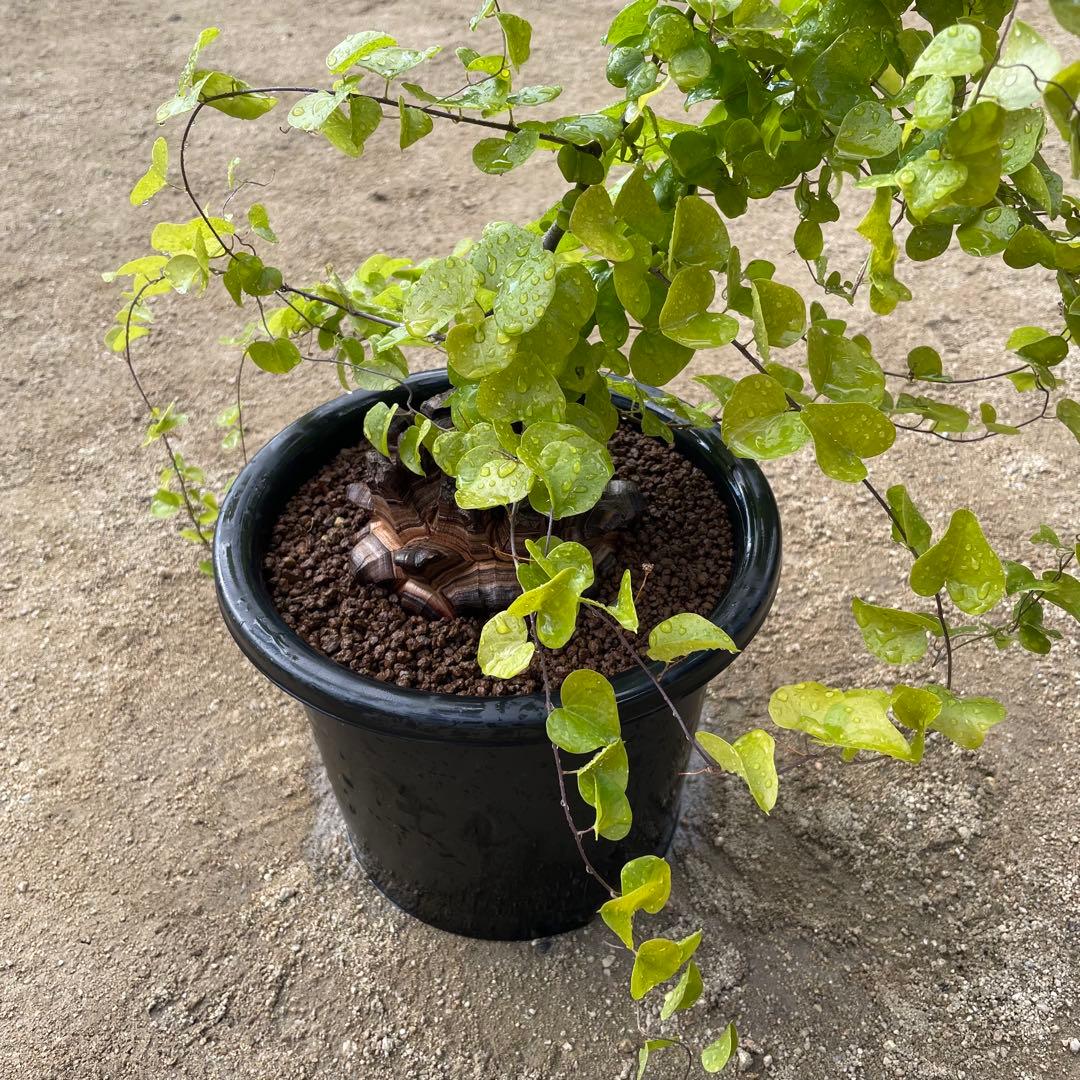 亀甲竜　7号鉢　希少　塊根植物