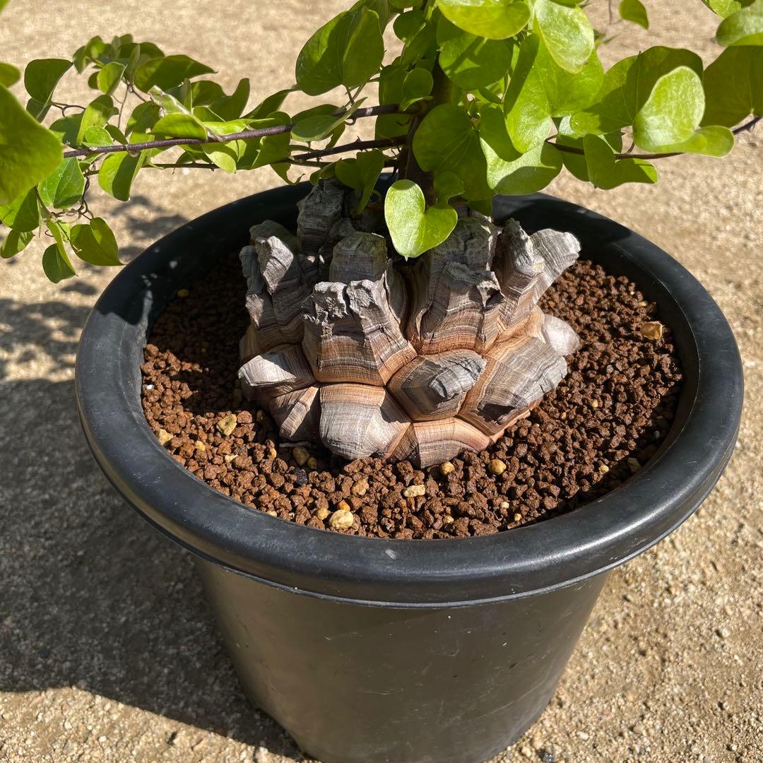 亀甲竜　7号鉢　希少　塊根植物