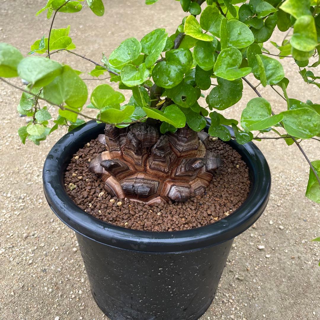 亀甲竜　7号鉢　希少　塊根植物