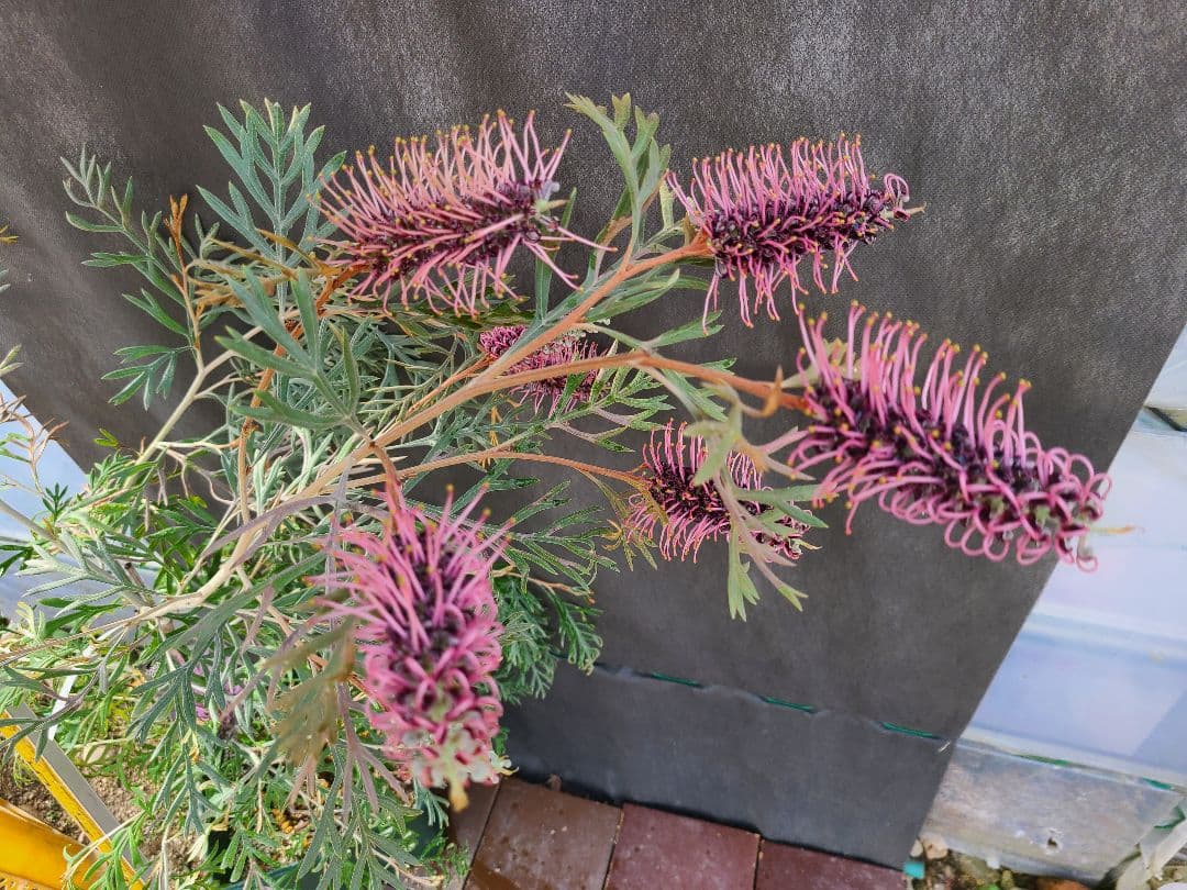 ②グレビレア ドローシーゴードン(ドーンパープル)7号鉢大株