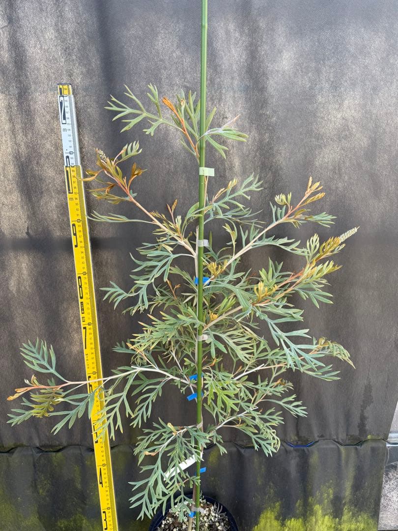 ②グレビレア ドローシーゴードン(ドーンパープル)7号鉢大株