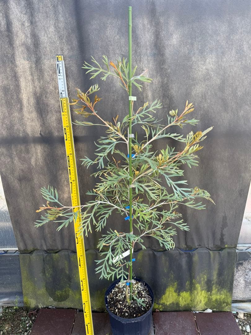 ②グレビレア ドローシーゴードン(ドーンパープル)7号鉢大株