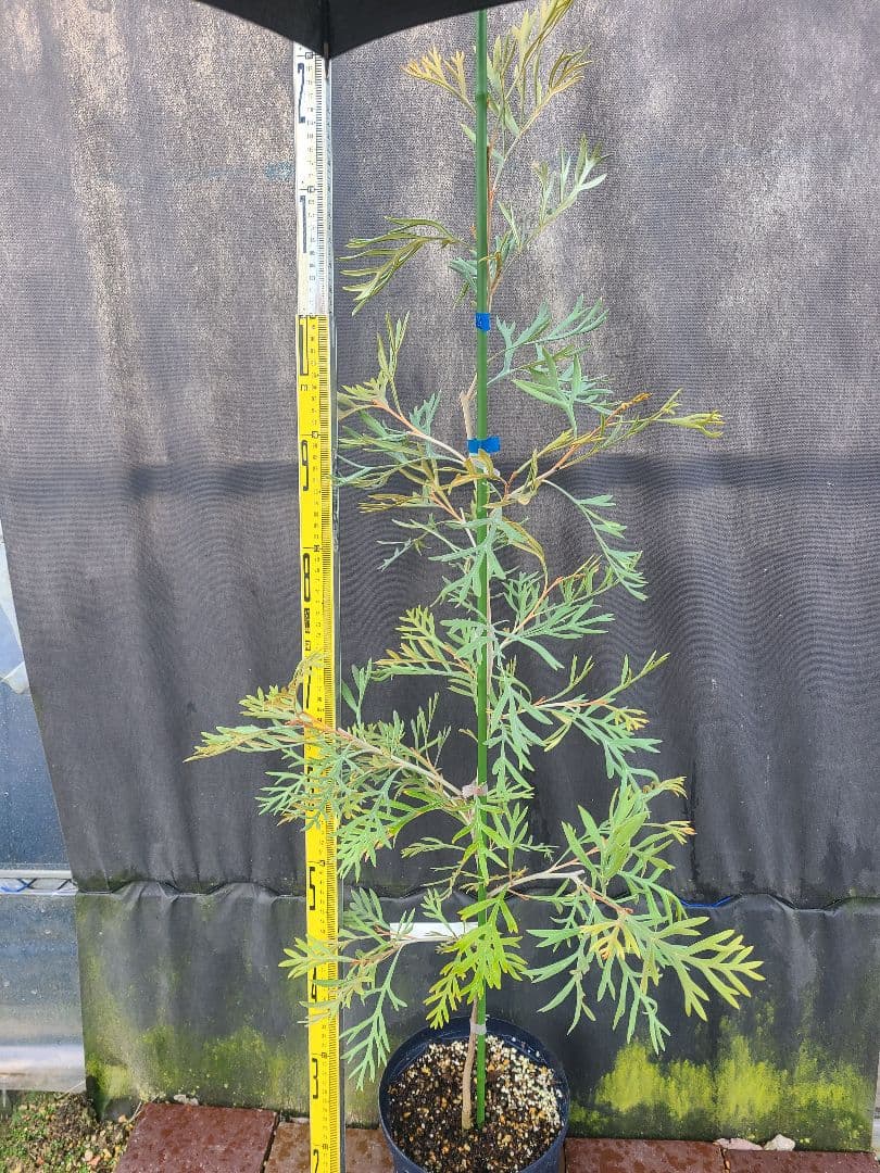 ②グレビレア ドローシーゴードン(ドーンパープル)7号鉢大株