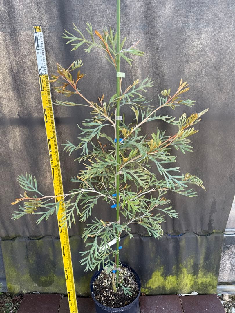 ②グレビレア ドローシーゴードン(ドーンパープル)7号鉢大株