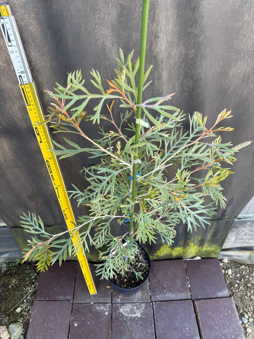 ②グレビレア ドローシーゴードン(ドーンパープル)7号鉢大株