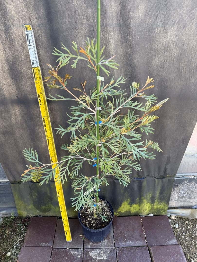 ②グレビレア ドローシーゴードン(ドーンパープル)7号鉢大株