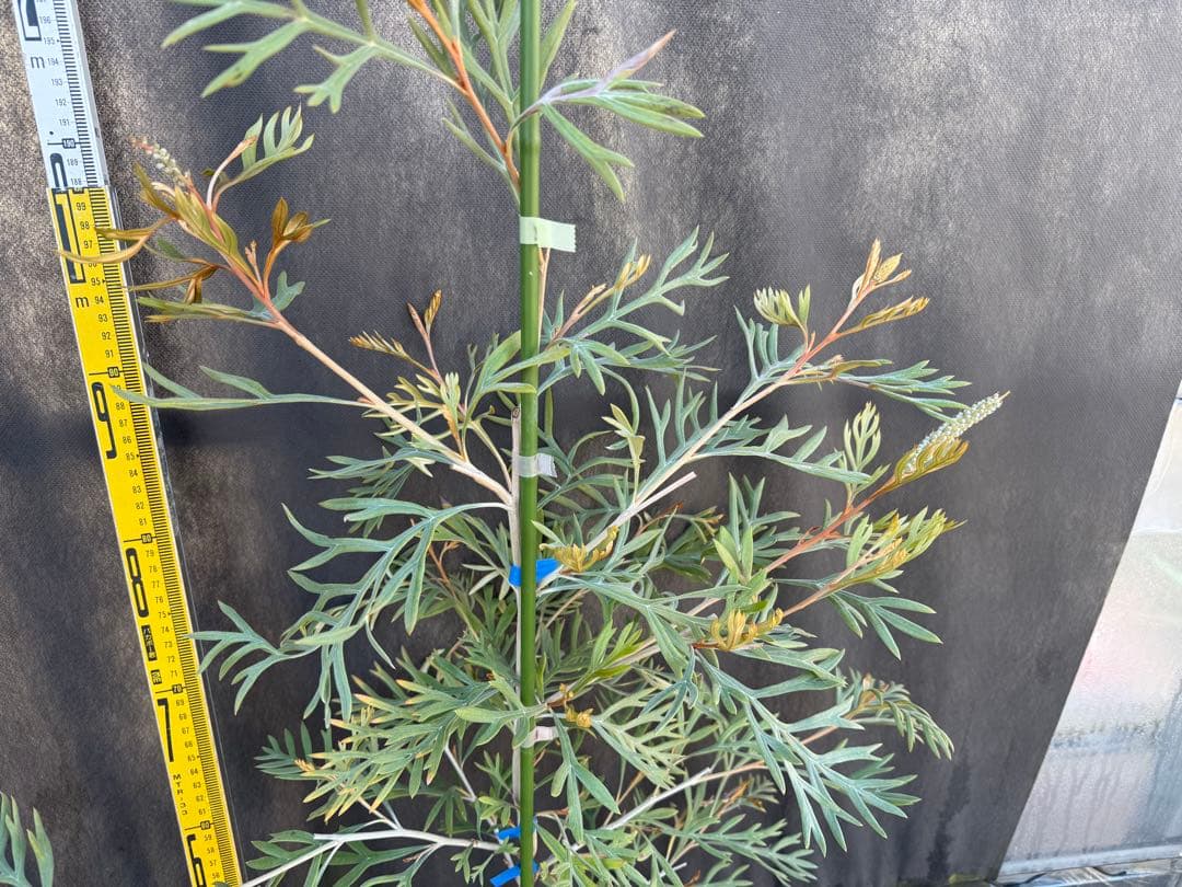 ②グレビレア ドローシーゴードン(ドーンパープル)7号鉢大株