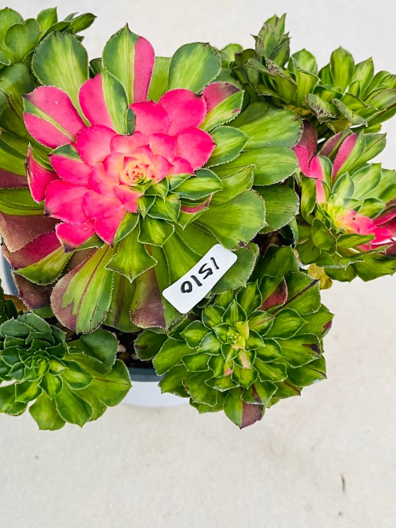 アエオニウム　チホァ（知否）群生株　#1510 メルカル便発送