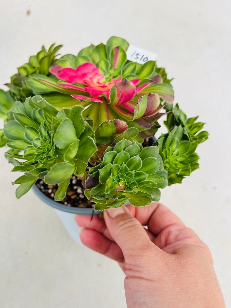 アエオニウム　チホァ（知否）群生株　#1510 メルカル便発送