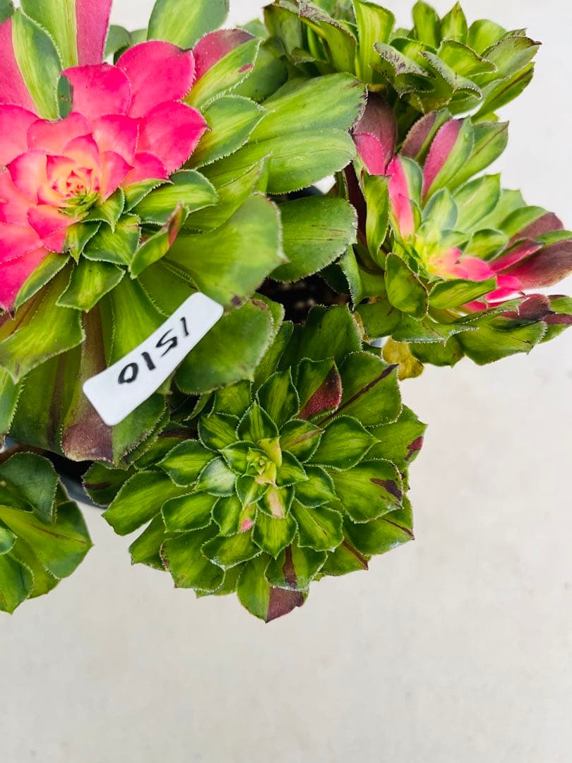 アエオニウム　チホァ（知否）群生株　#1510 メルカル便発送