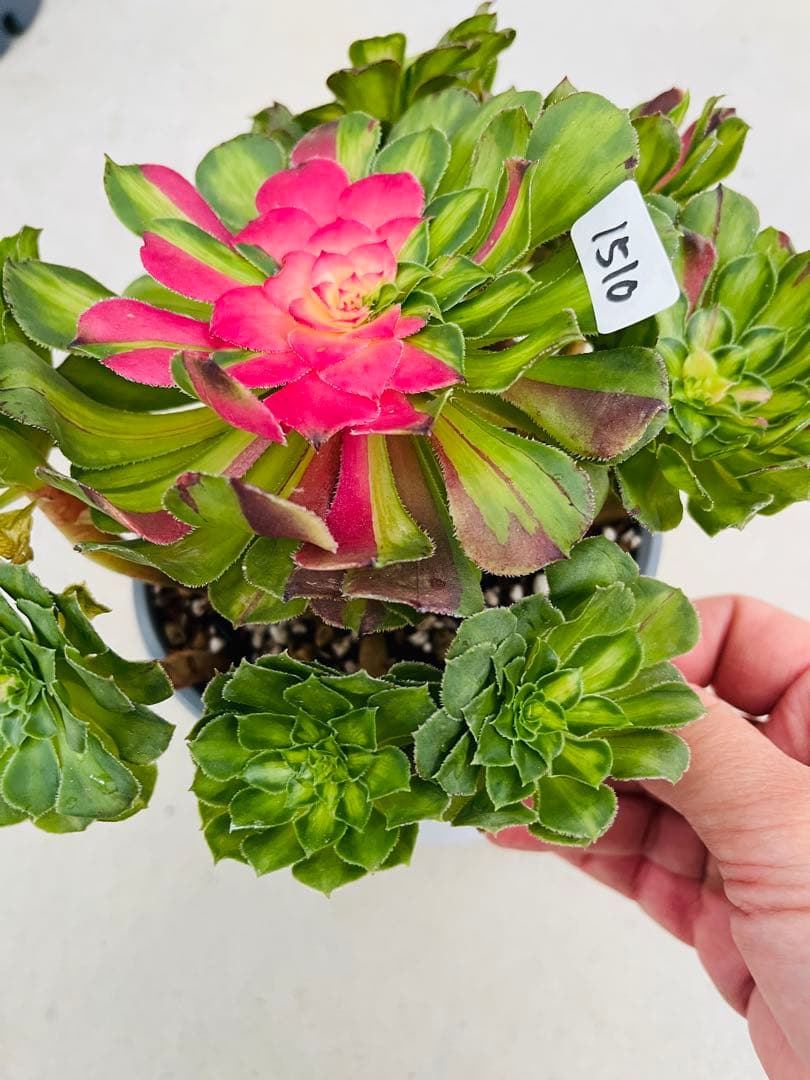 アエオニウム　チホァ（知否）群生株　#1510 メルカル便発送