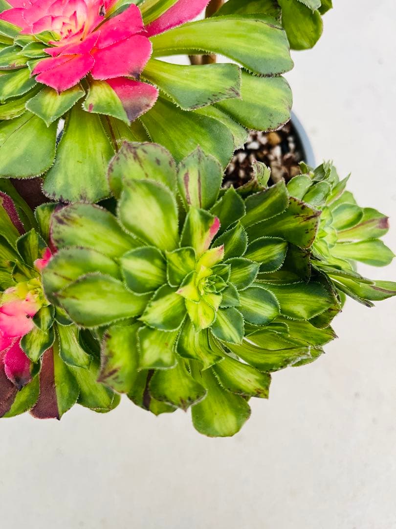 アエオニウム　チホァ（知否）群生株　#1510 メルカル便発送