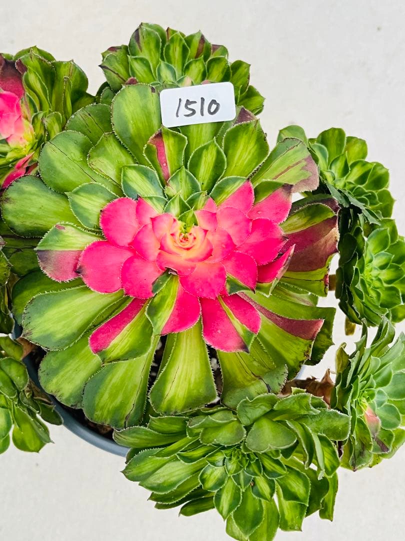 アエオニウム　チホァ（知否）群生株　#1510 メルカル便発送