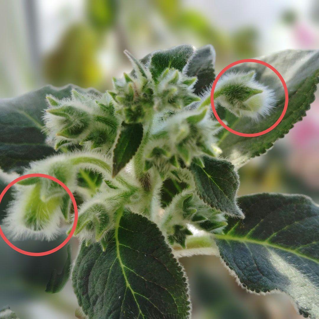 コーレリア・ジャーデンデモネ と瓔珞筒アナナス - メルカリ