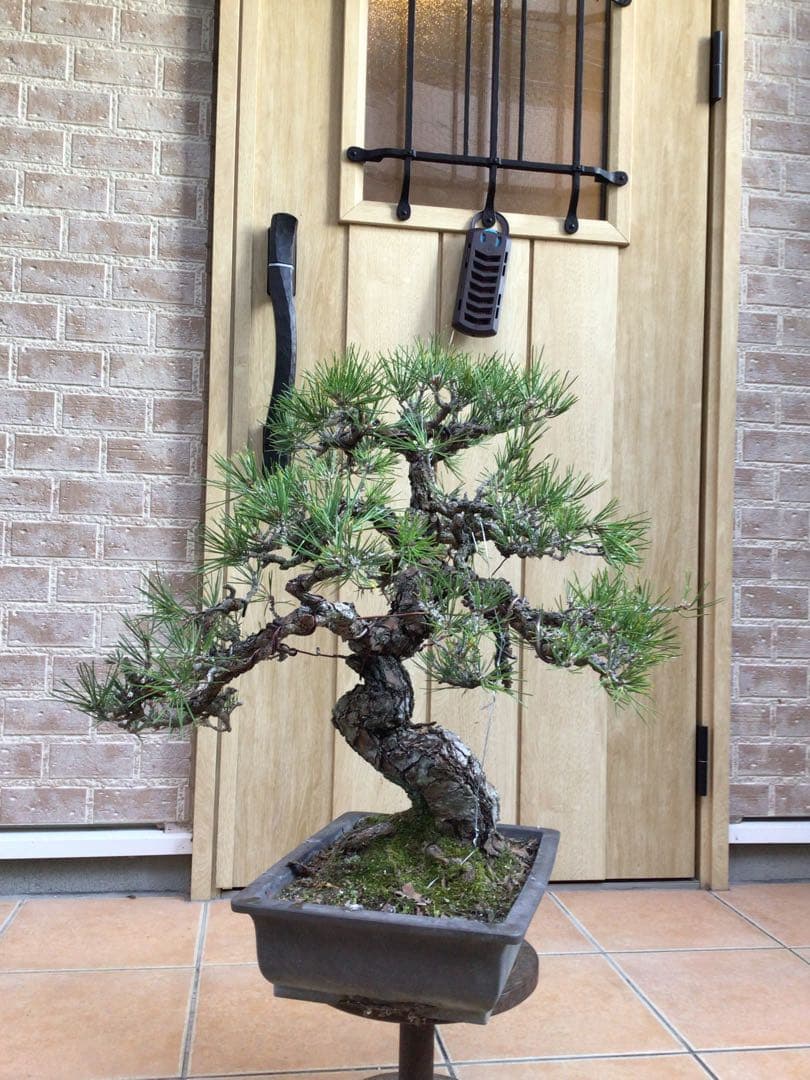 黒松（持ち込み古い）