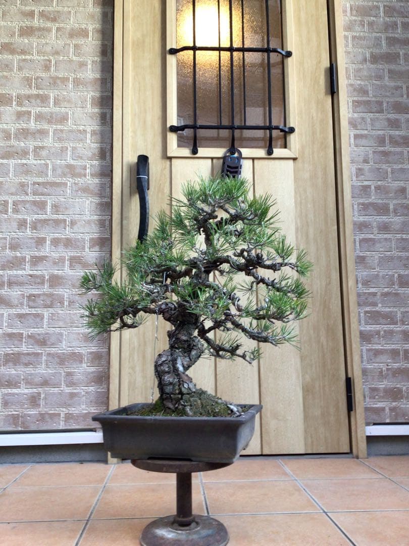 黒松（持ち込み古い）