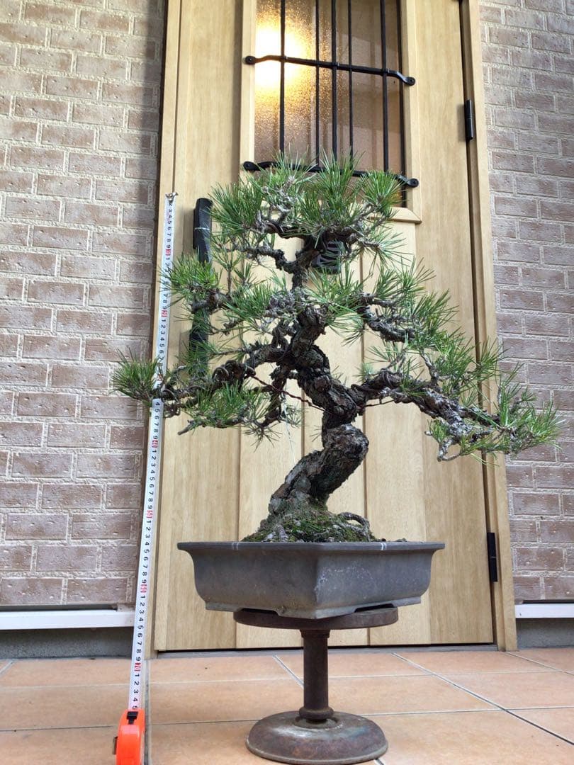 黒松（持ち込み古い）