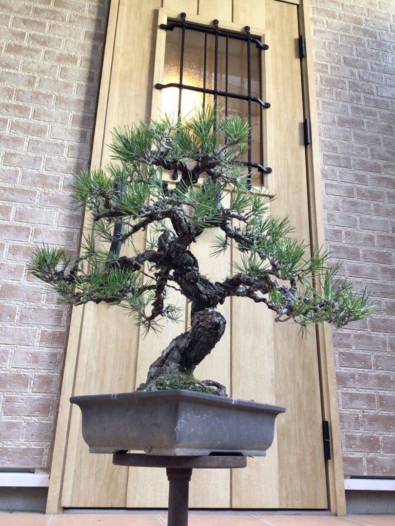 黒松（持ち込み古い）