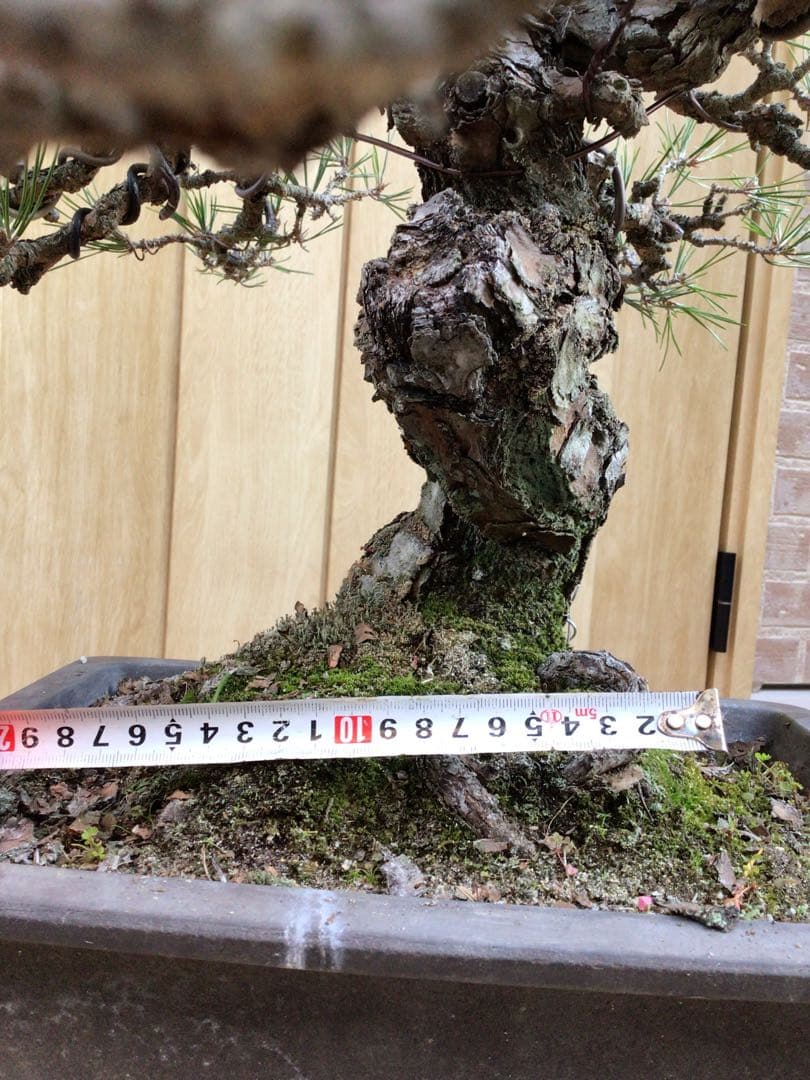 黒松（持ち込み古い）