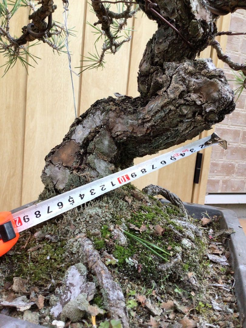 黒松（持ち込み古い）