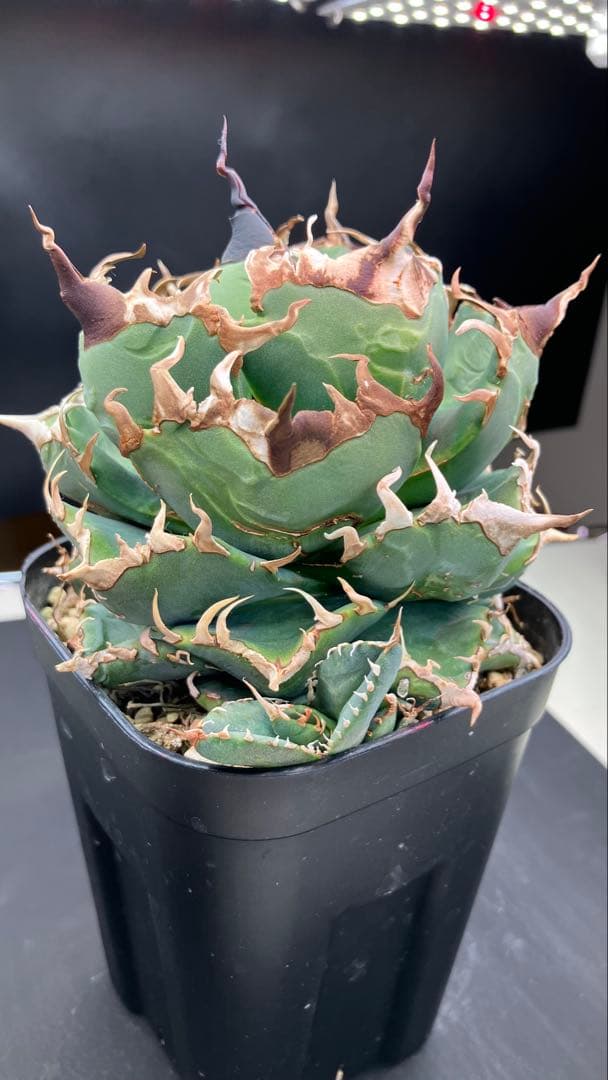 アガべチタノタ 魔丸【上澳園芸】子株付【ボール型・極太幅広短葉・極太鋸歯】