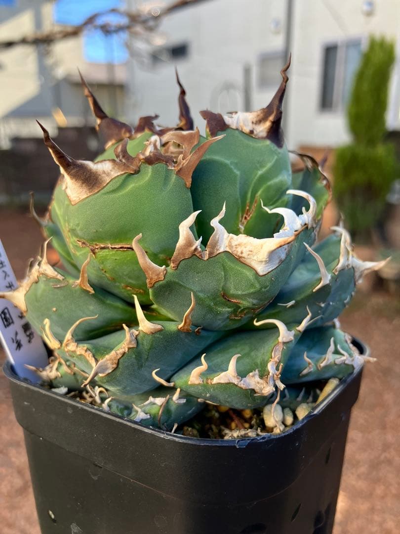 アガべチタノタ 魔丸【上澳園芸】子株付【ボール型・極太幅広短葉・極太鋸歯】