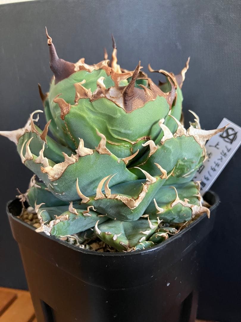 アガべチタノタ 魔丸【上澳園芸】子株付【ボール型・極太幅広短葉・極太鋸歯】