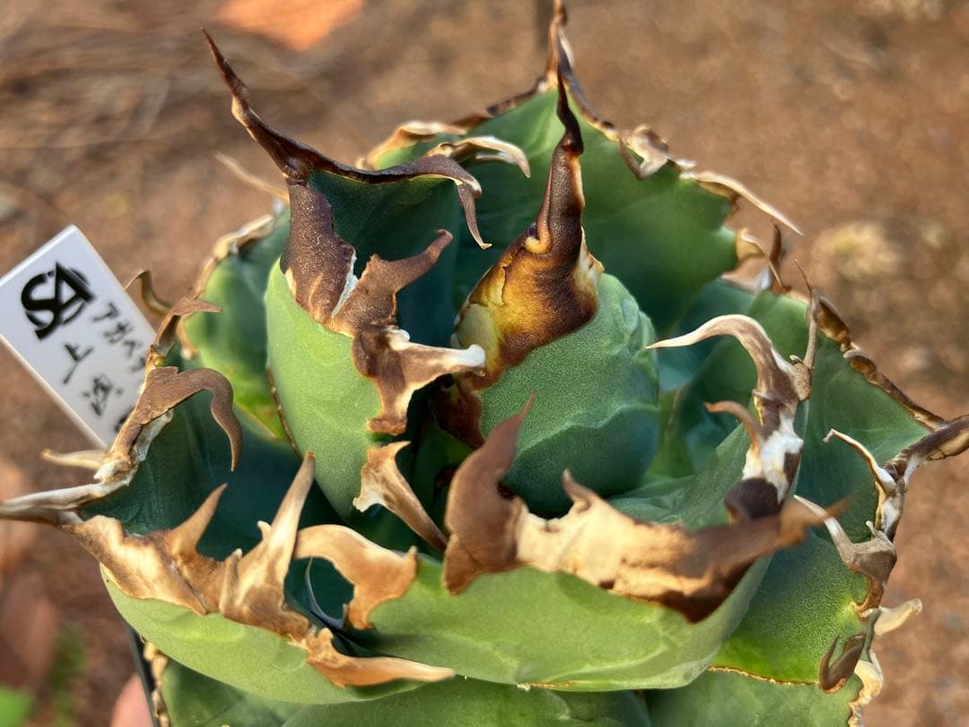 アガべチタノタ 魔丸【上澳園芸】子株付【ボール型・極太幅広短葉・極太鋸歯】