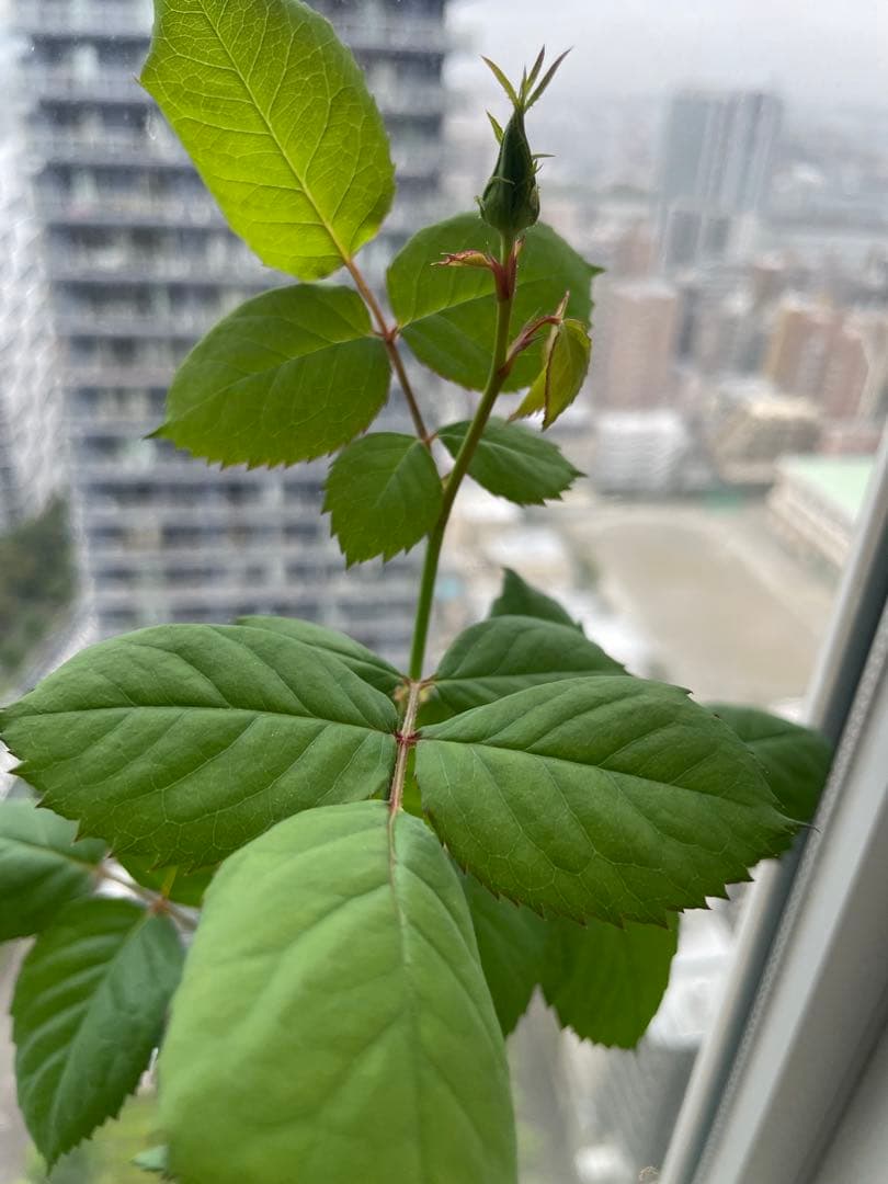 セール！ラスト❣️激レア！超強香超強健！アンテック風のバラ苗　二年生株　切り花品種