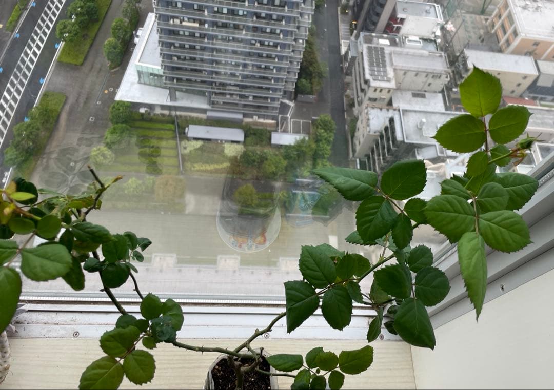 セール！ラスト❣️激レア！超強香超強健！アンテック風のバラ苗　二年生株　切り花品種