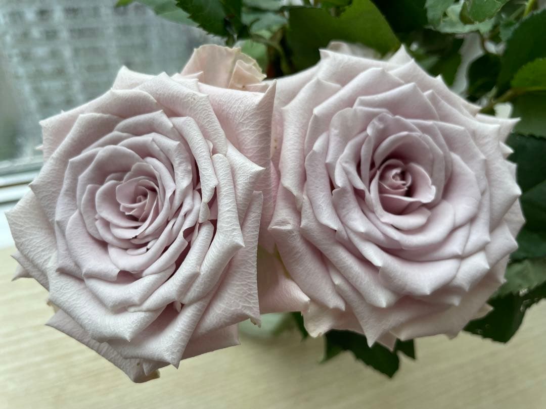 セール！ラスト❣️激レア！超強香超強健！アンテック風のバラ苗　二年生株　切り花品種