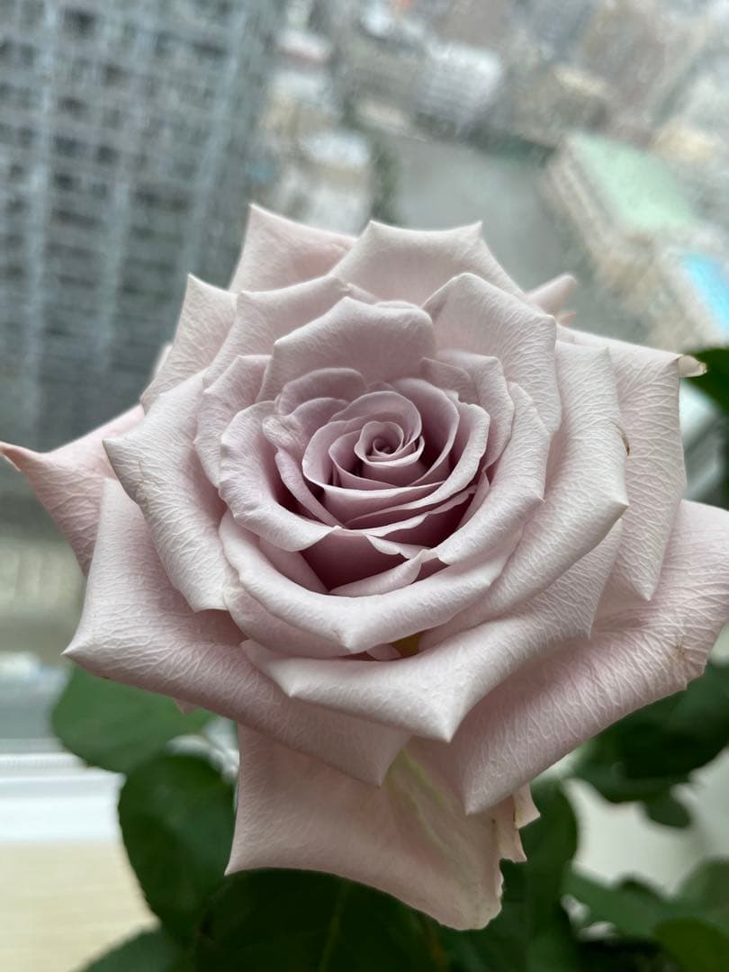 セール！ラスト❣️激レア！超強香超強健！アンテック風のバラ苗　二年生株　切り花品種