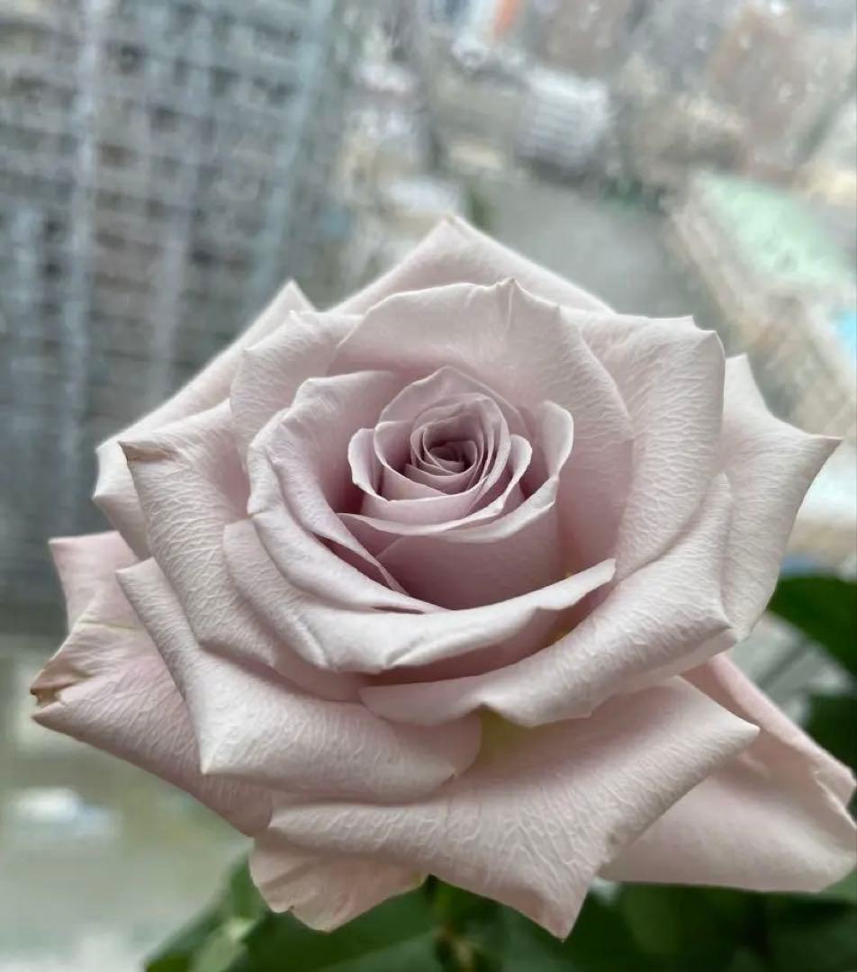 セール！ラスト❣️激レア！超強香超強健！アンテック風のバラ苗　二年生株　切り花品種