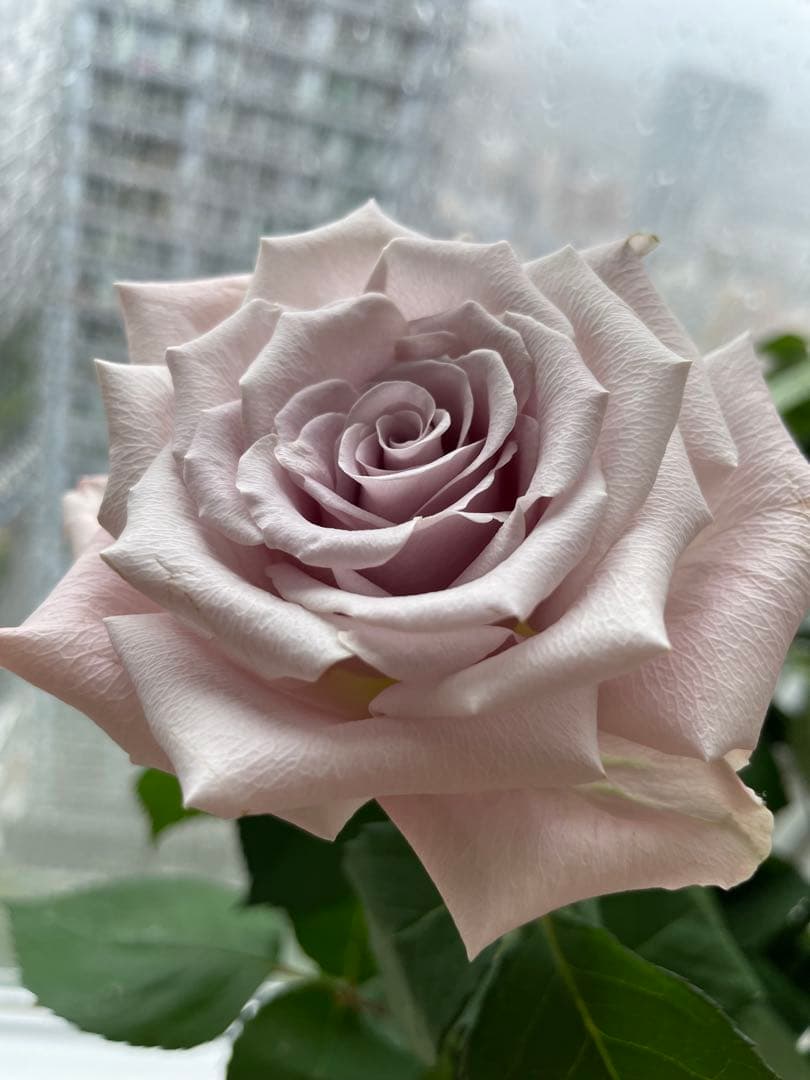 セール！ラスト❣️激レア！超強香超強健！アンテック風のバラ苗　二年生株　切り花品種