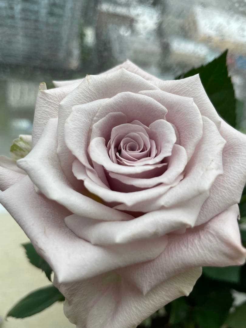 セール！ラスト❣️激レア！超強香超強健！アンテック風のバラ苗　二年生株　切り花品種