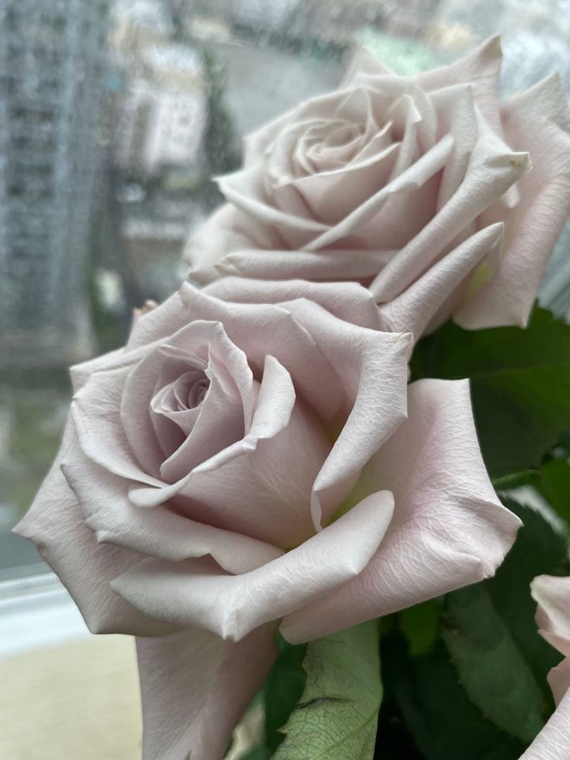 セール！ラスト❣️激レア！超強香超強健！アンテック風のバラ苗　二年生株　切り花品種