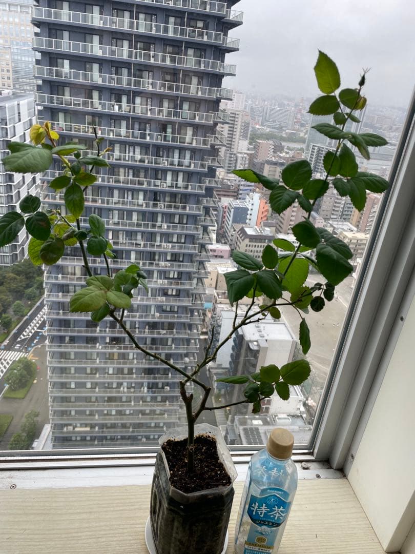 セール！ラスト❣️激レア！超強香超強健！アンテック風のバラ苗　二年生株　切り花品種