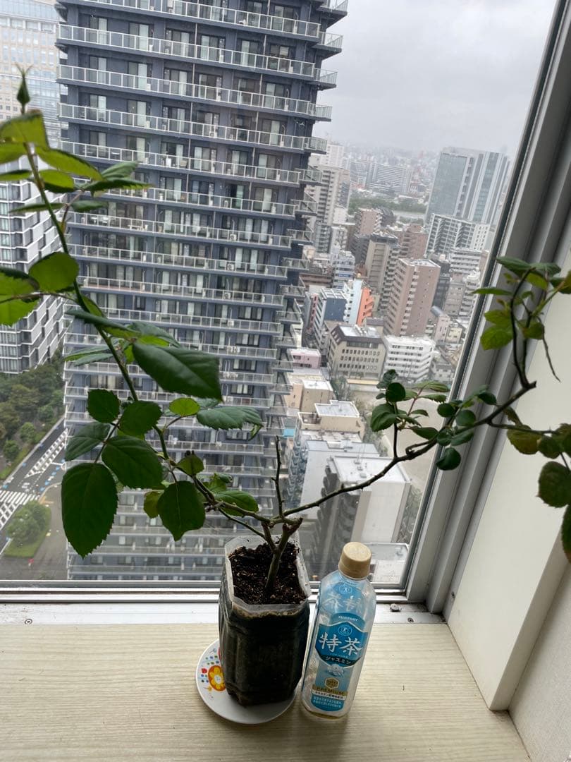 セール！ラスト❣️激レア！超強香超強健！アンテック風のバラ苗　二年生株　切り花品種