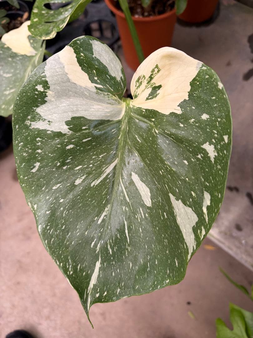 モンステラ・タイコンステレーション/ミューテーション（カップケーキ）