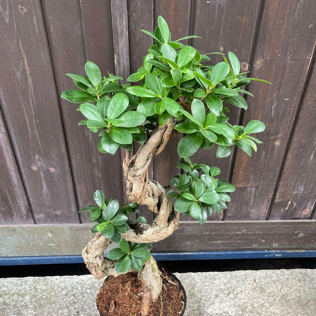 曲がりガジュマル　昇り龍