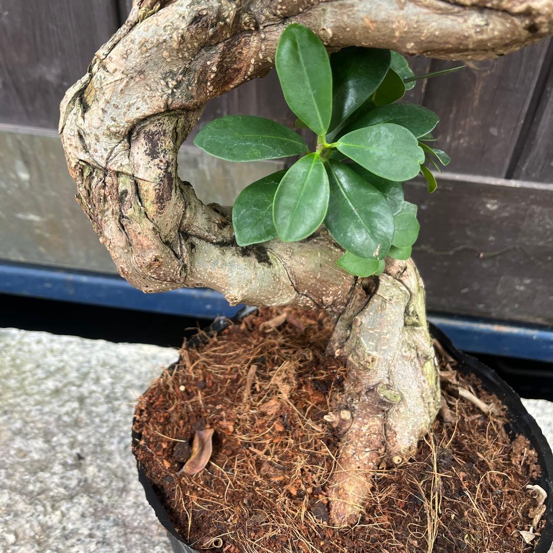 曲がりガジュマル　昇り龍