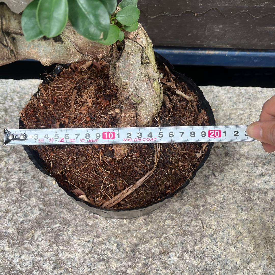 曲がりガジュマル　昇り龍