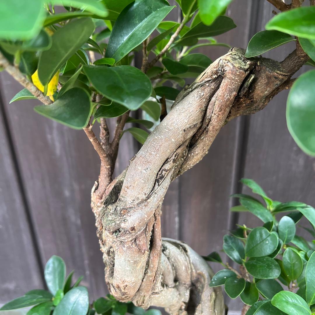 曲がりガジュマル　昇り龍