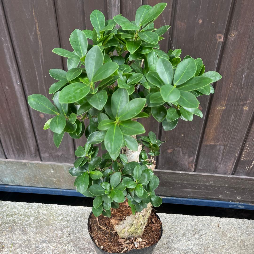 曲がりガジュマル　昇り龍