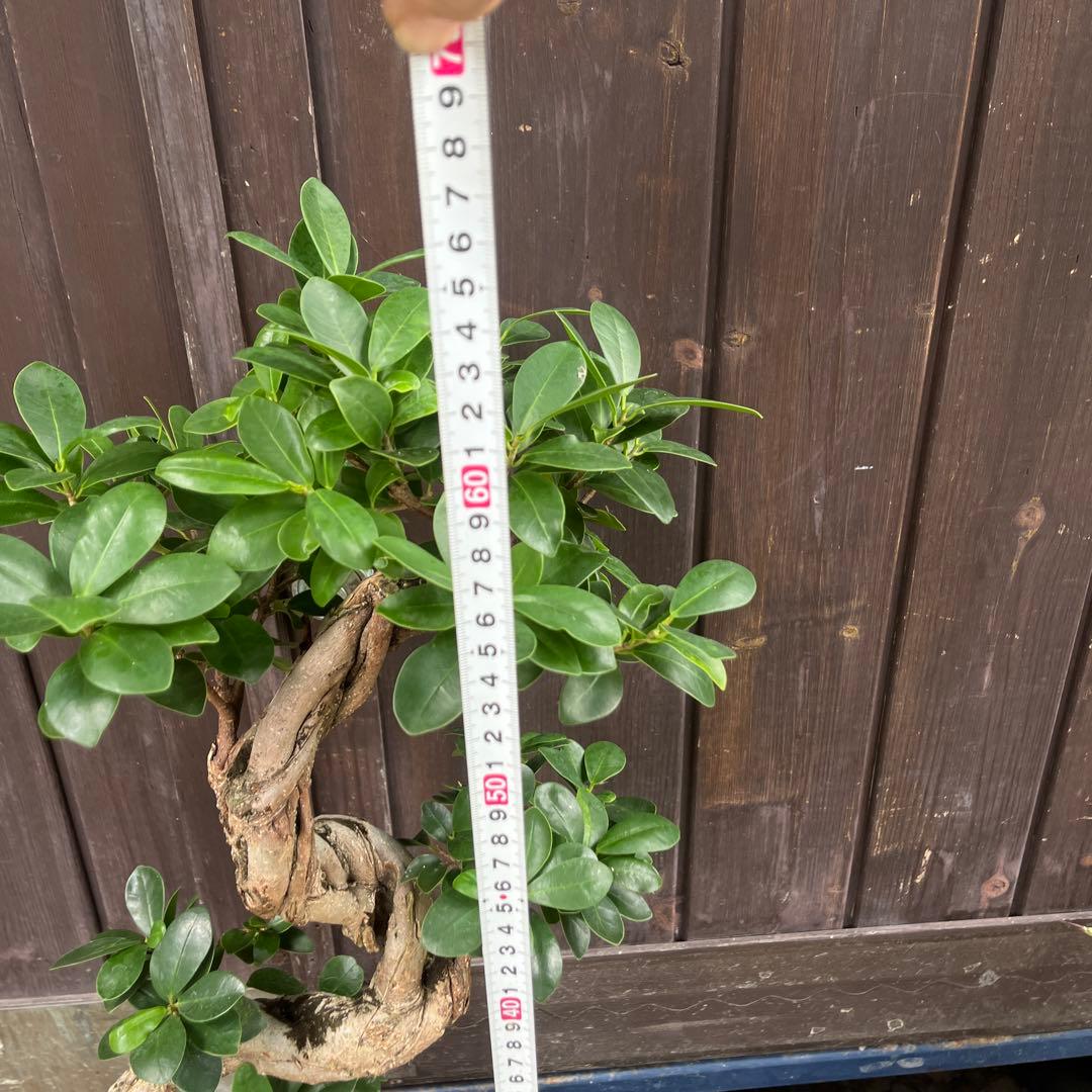 曲がりガジュマル　昇り龍