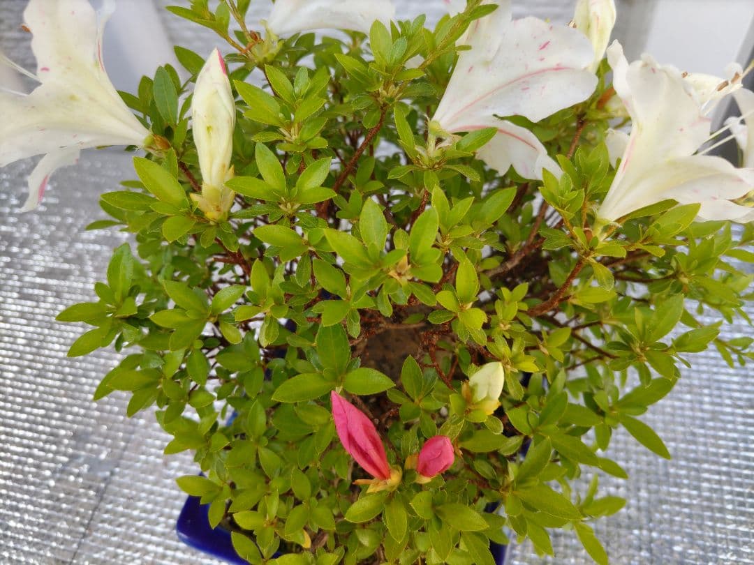 皐月　　品種、明美の月　　早い者勝ち