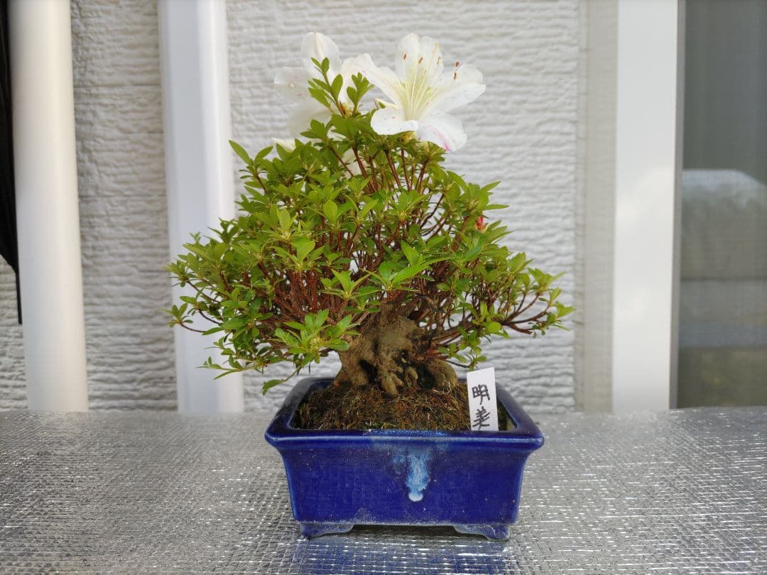 皐月　　品種、明美の月　　早い者勝ち