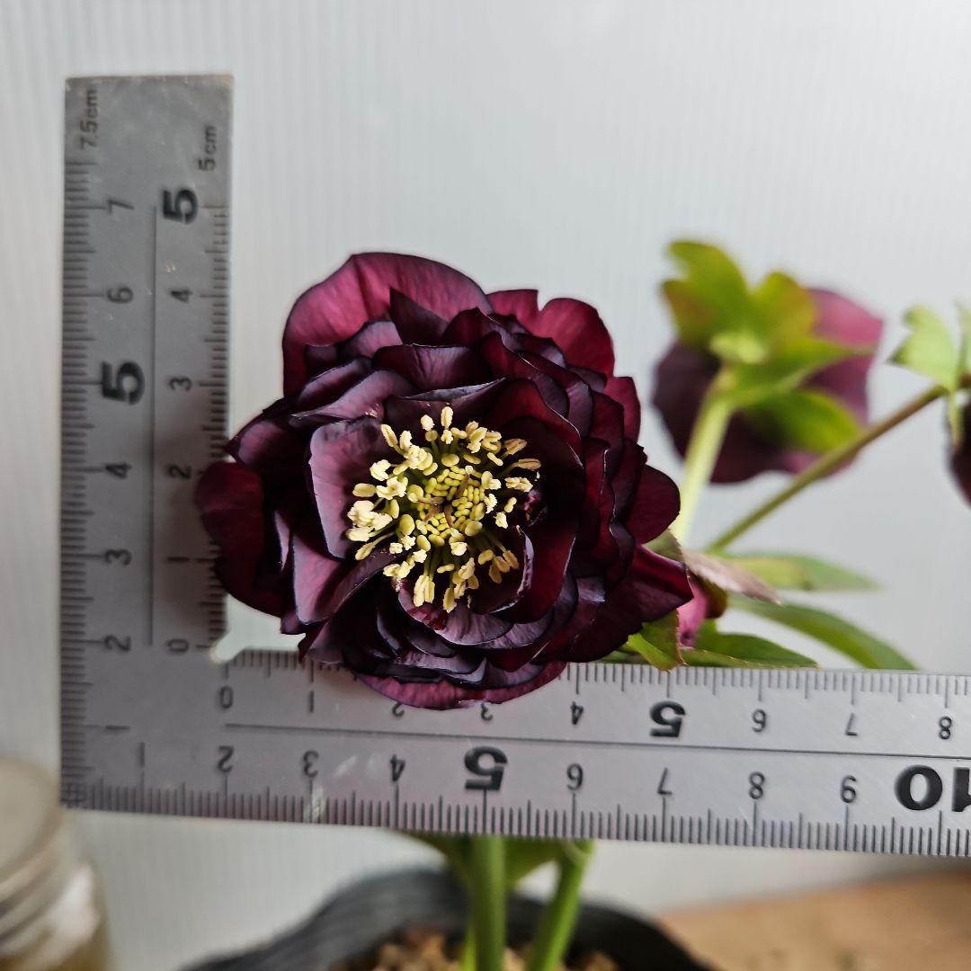 ㉖-447クリスマスローズ