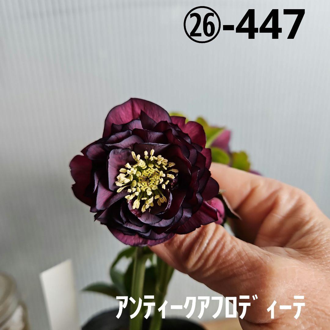 ㉖-447クリスマスローズ