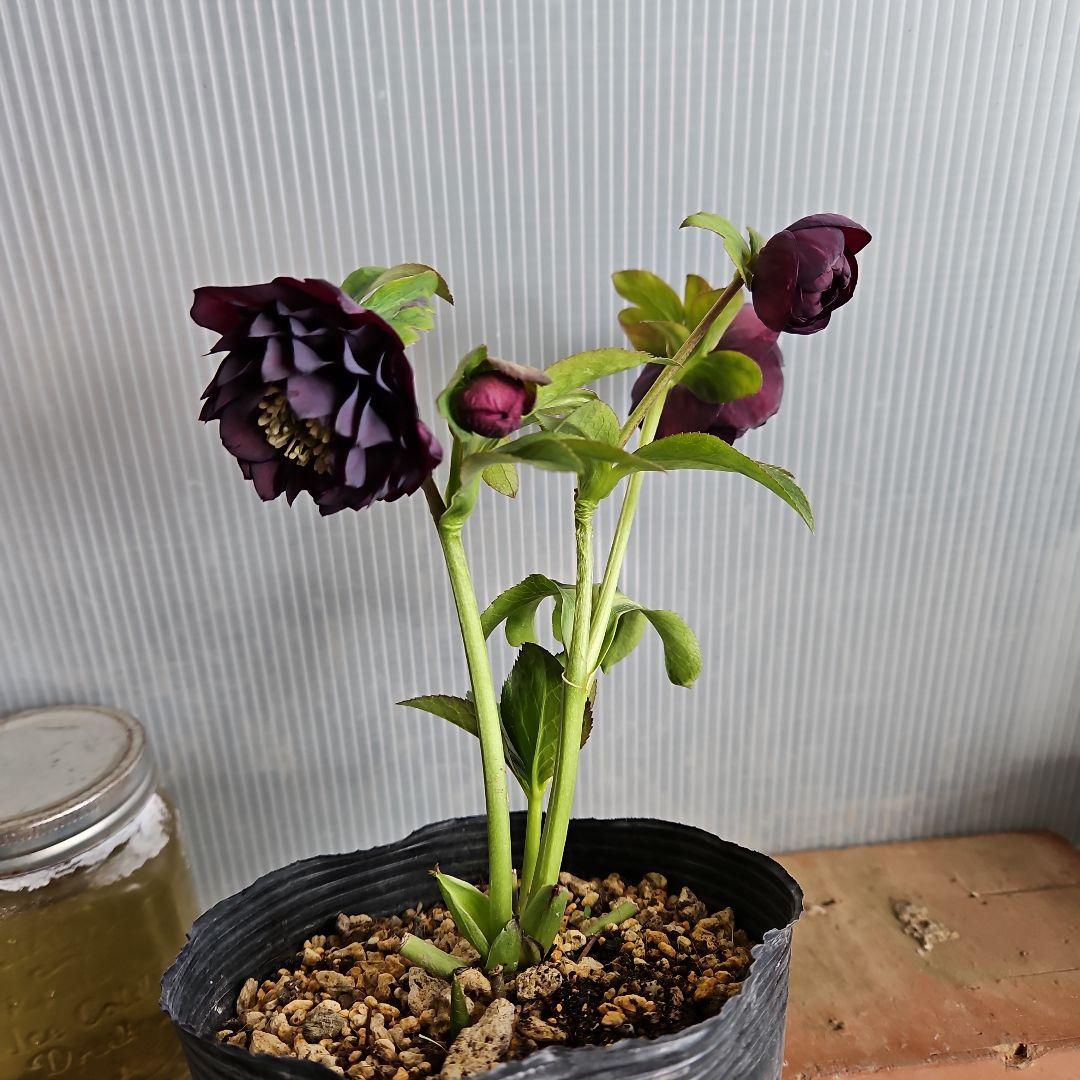 ㉖-447クリスマスローズ